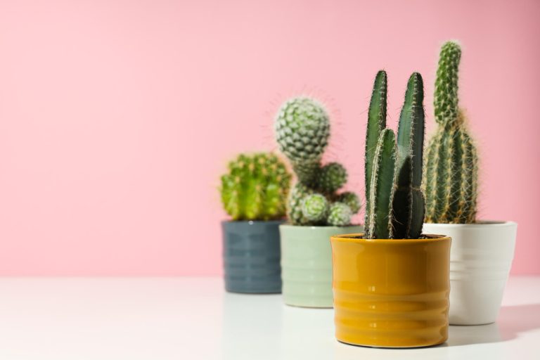 Cactus intérieur : comment transformer votre espace avec ces plantes faciles et stylées ?